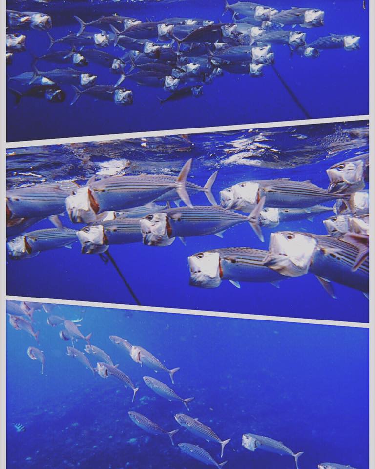 沖繩青之洞窟潛水．My Diving，深潛、浮潛、美人魚體驗，海邊玩翻天！