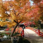 今日熱門文章：島根旅遊．由志園，美麗的日式庭園