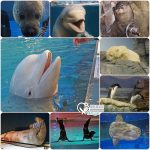 今日熱門文章：橫濱景點．八景島海島樂園，日本最大水族館玩好嗨！