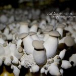今日熱門文章：隆谷養菇場@台中石岡，原來菇菇可以生吃！