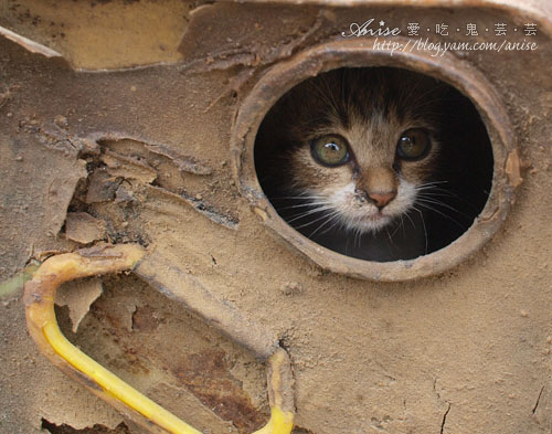 【苗栗景點】三義雙潭文藝氣質之旅，貓咪怎麼這麼可愛！！ @愛吃鬼芸芸