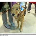 今日熱門文章：94.12.16 台北東區的狗狗西施