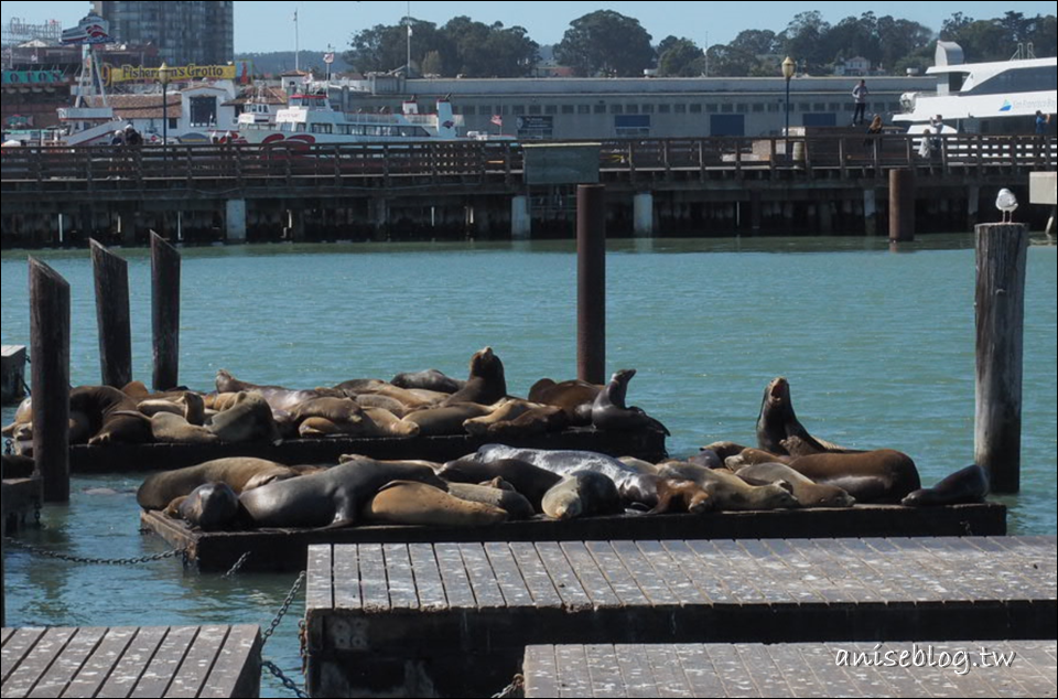舊金山半日遊：漁人碼頭、IN-N-OUT漢堡、金門大橋、Union Square