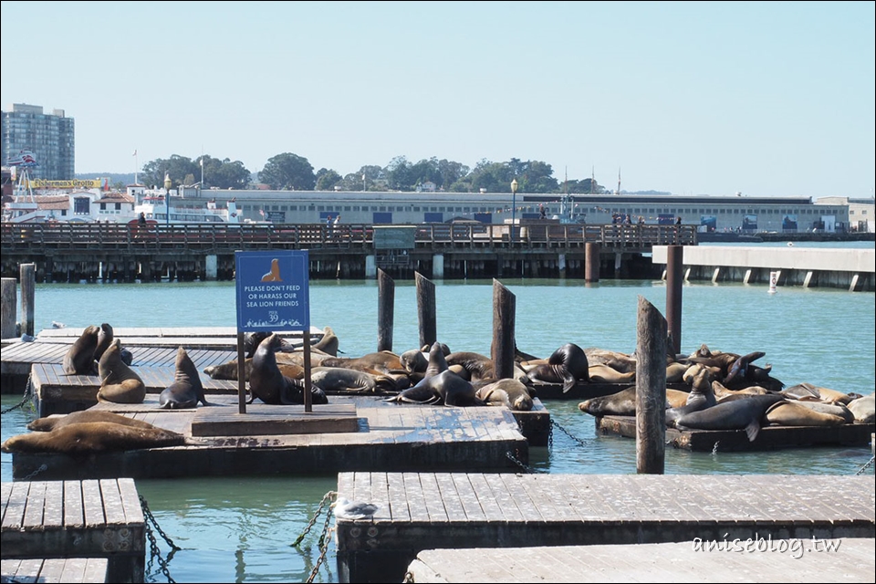 舊金山半日遊：漁人碼頭、IN-N-OUT漢堡、金門大橋、Union Square