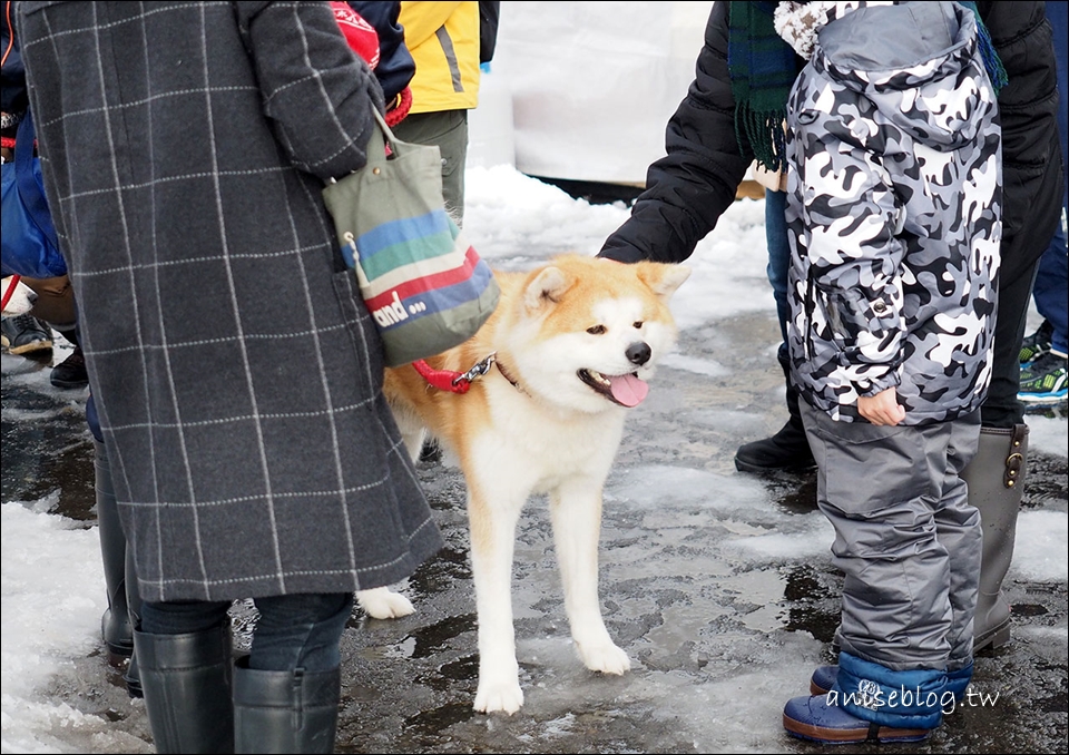 秋田雪犬祭，一年一度的狗狗祈福大會