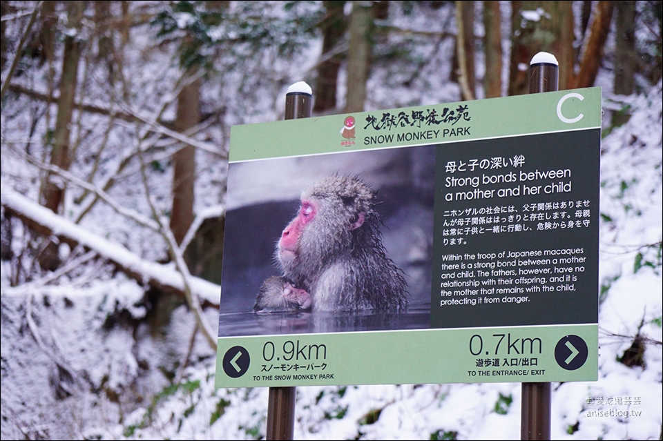 地獄谷野猿公苑雪猴一日遊( 東京↔長野 )，再訪終於看到猴子泡湯啦！