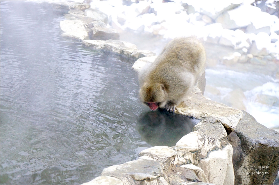 地獄谷野猿公苑雪猴一日遊( 東京↔長野 )，再訪終於看到猴子泡湯啦！