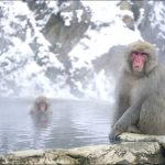 今日熱門文章：地獄谷野猿公苑雪猴一日遊( 東京↔長野 )，再訪終於看到猴子泡湯啦！