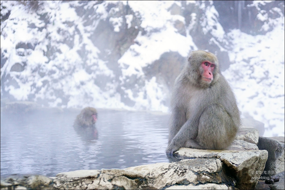 地獄谷野猿公苑雪猴一日遊 東京 長野 再訪終於看到猴子泡湯啦 愛吃鬼芸芸