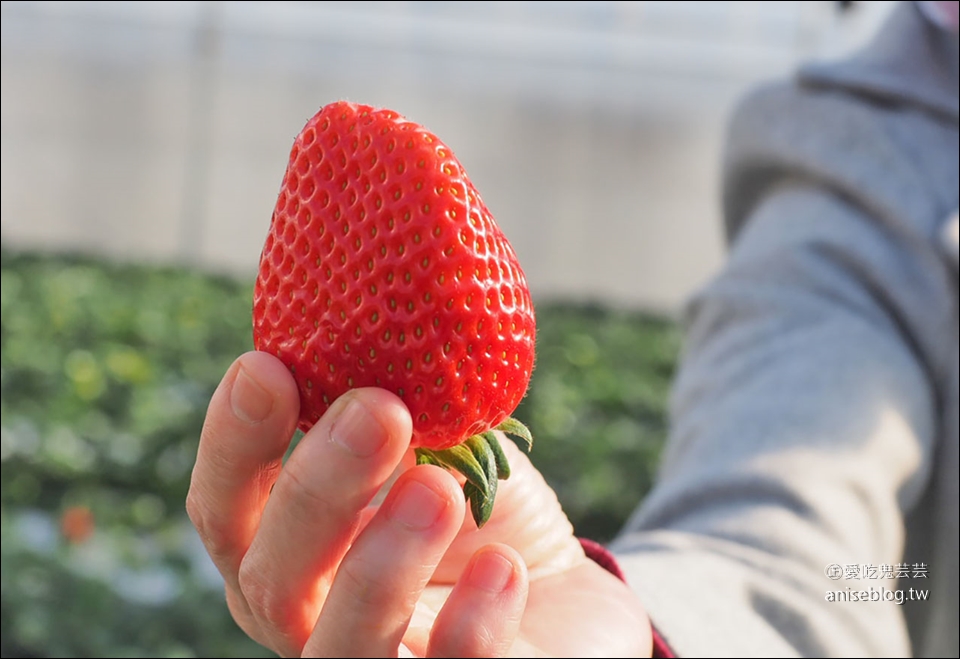 日本採草莓