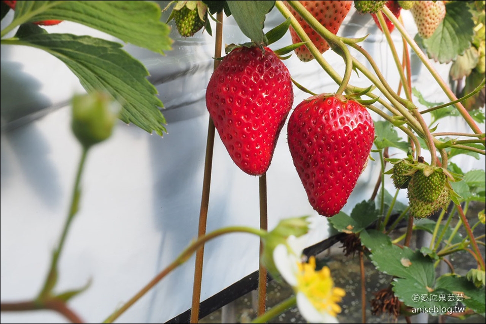 【鑽石之路】白草莓、桃子草莓、茨城草莓45分鐘吃到飽(大洗ベリーズ Oarai Berry’s) + 明太子工廠好好買