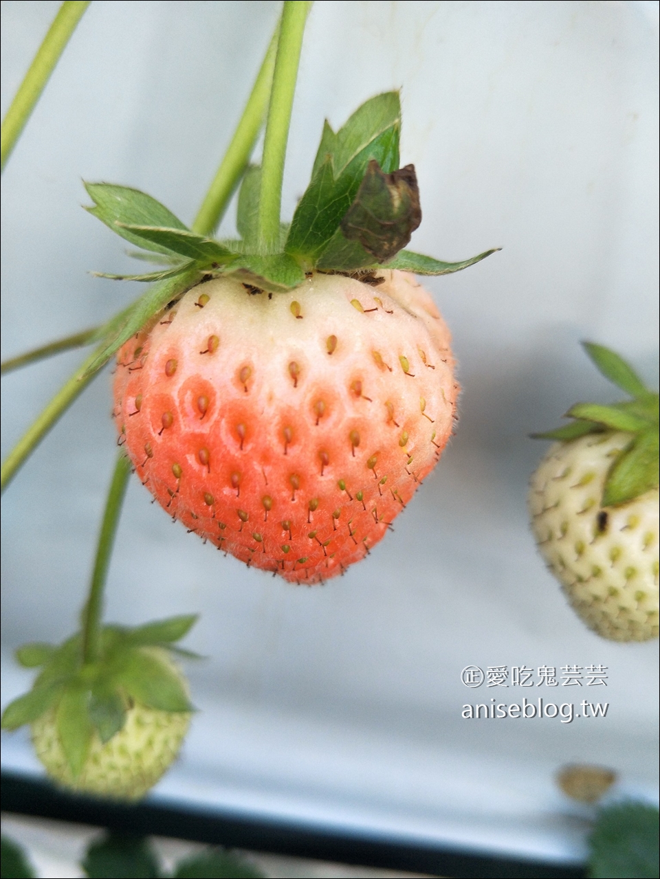 【鑽石之路】白草莓、桃子草莓、茨城草莓45分鐘吃到飽(大洗ベリーズ Oarai Berry’s) + 明太子工廠好好買