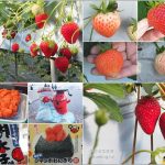 今日熱門文章：【鑽石之路】白草莓、桃子草莓、茨城草莓45分鐘吃到飽(大洗ベリーズ Oarai Berry’s) + 明太子工廠好好買