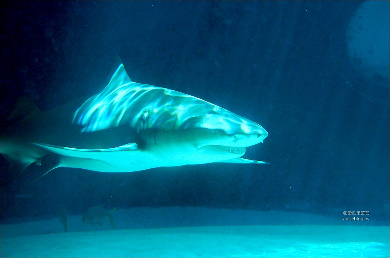 沖繩的美麗海水族館，超大鯨鯊池好療癒！