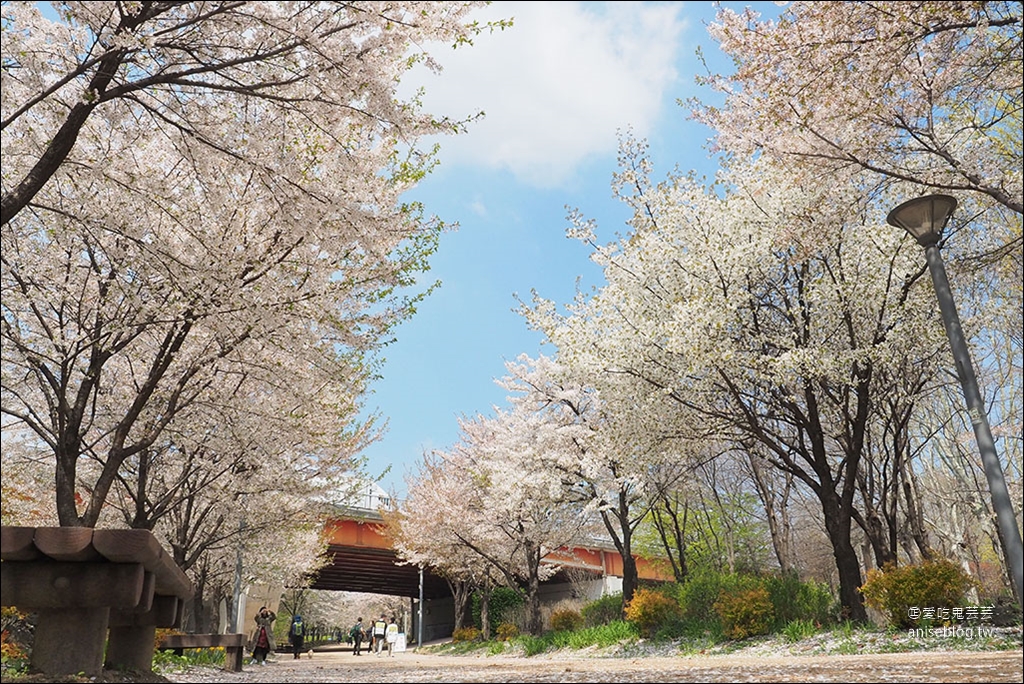 首爾櫻花景點 | 石村湖、汝矣島、首爾林