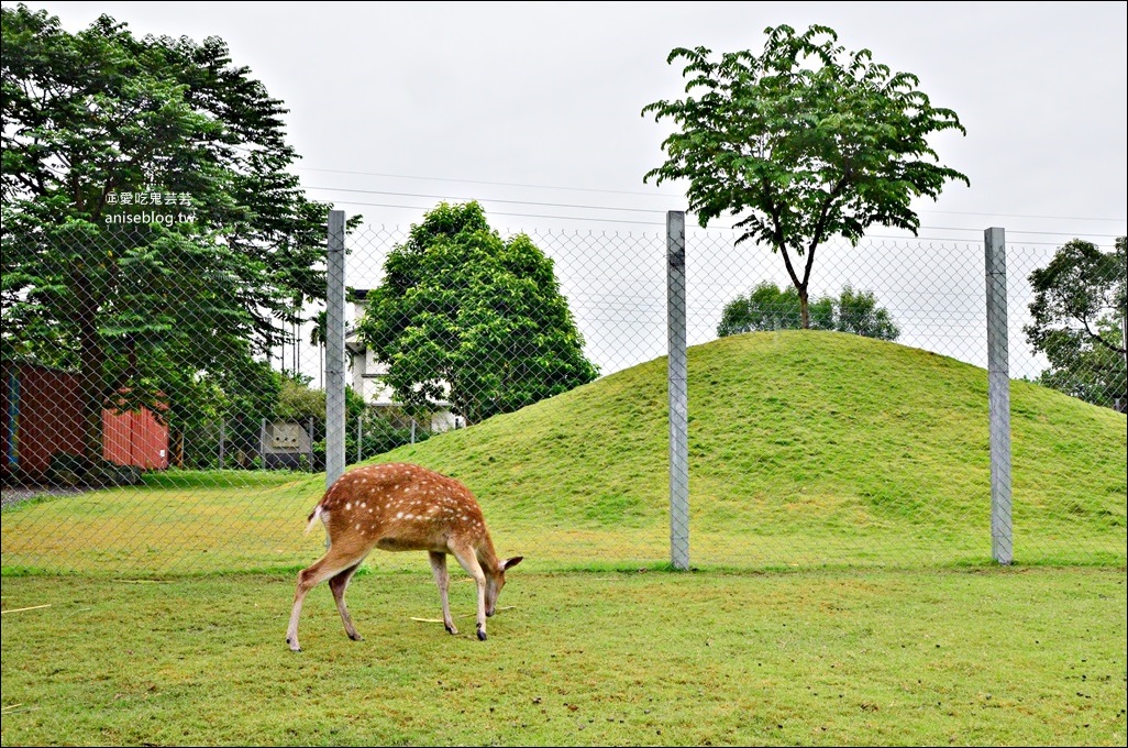 斑比山丘、美美子咖啡，台灣版小奈良與小鹿一起散步，宜蘭新景點(姊姊遊記)