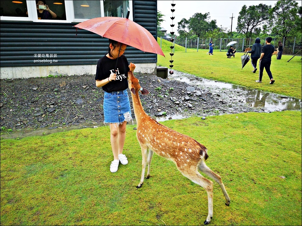 斑比山丘、美美子咖啡，台灣版小奈良與小鹿一起散步，宜蘭新景點(姊姊遊記)