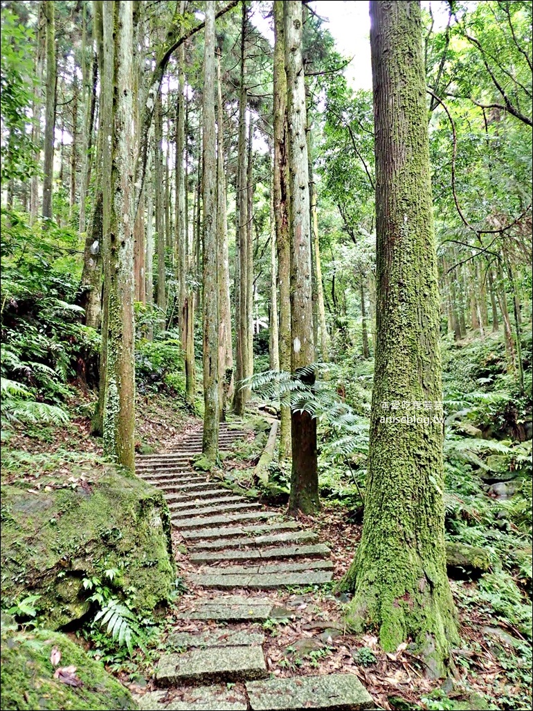 三峽熊空茶園，走一趟台北秘境森林下午茶吧！(姊姊遊記)