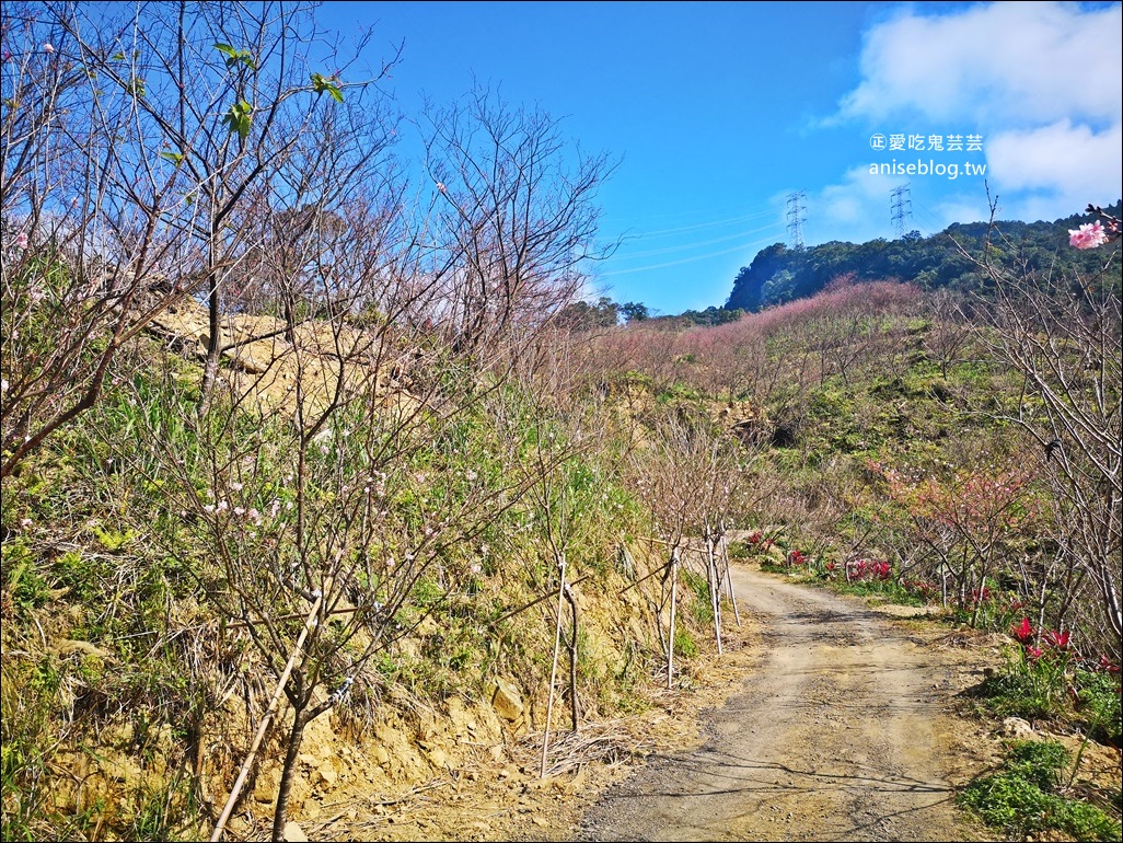 台北、新北櫻花季，8個景點、秘境一次收錄，陸續更新(姊姊遊記)