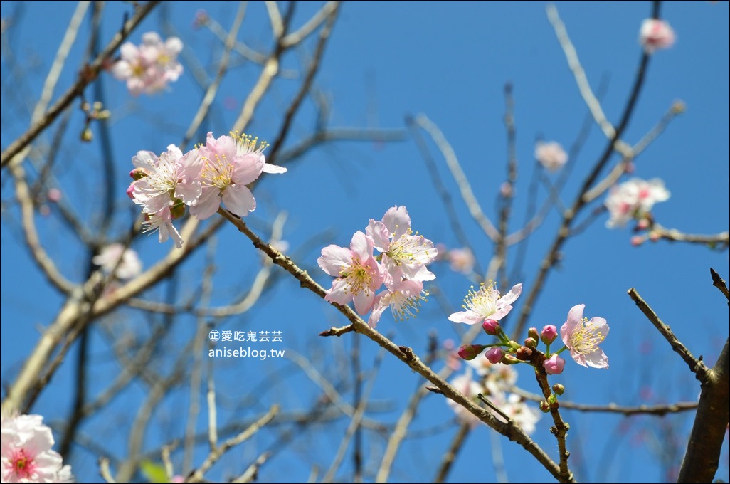 台北、新北櫻花季，8個景點、秘境一次收錄，陸續更新(姊姊遊記)