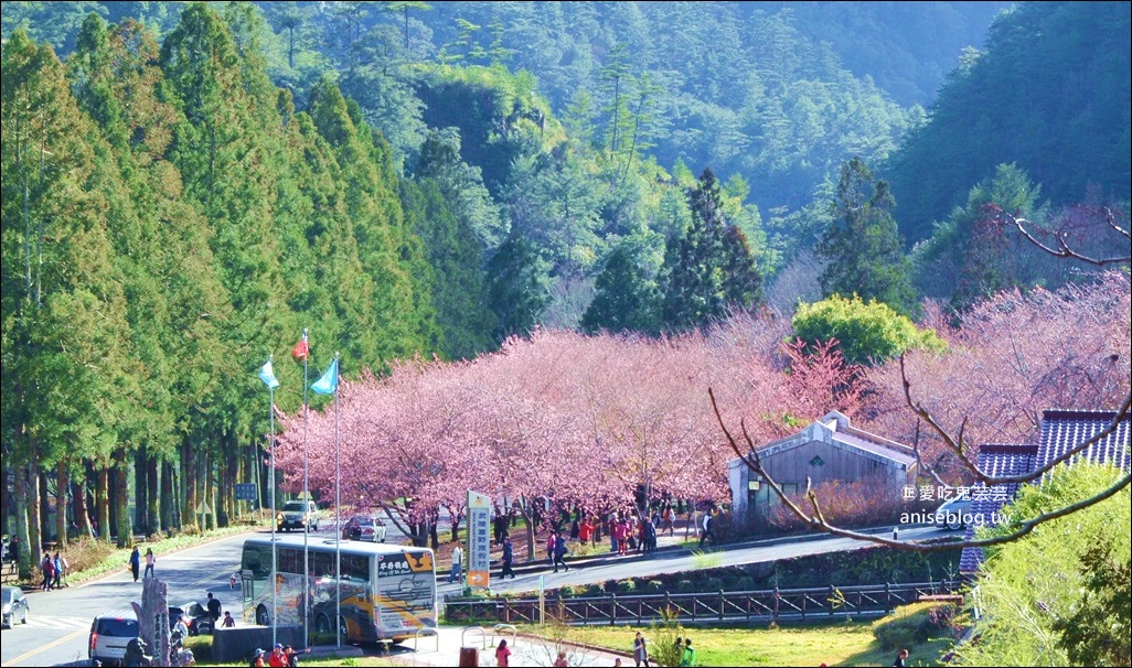 武陵農場櫻花季一日遊行程，宜蘭、台中景點(姊姊遊記)