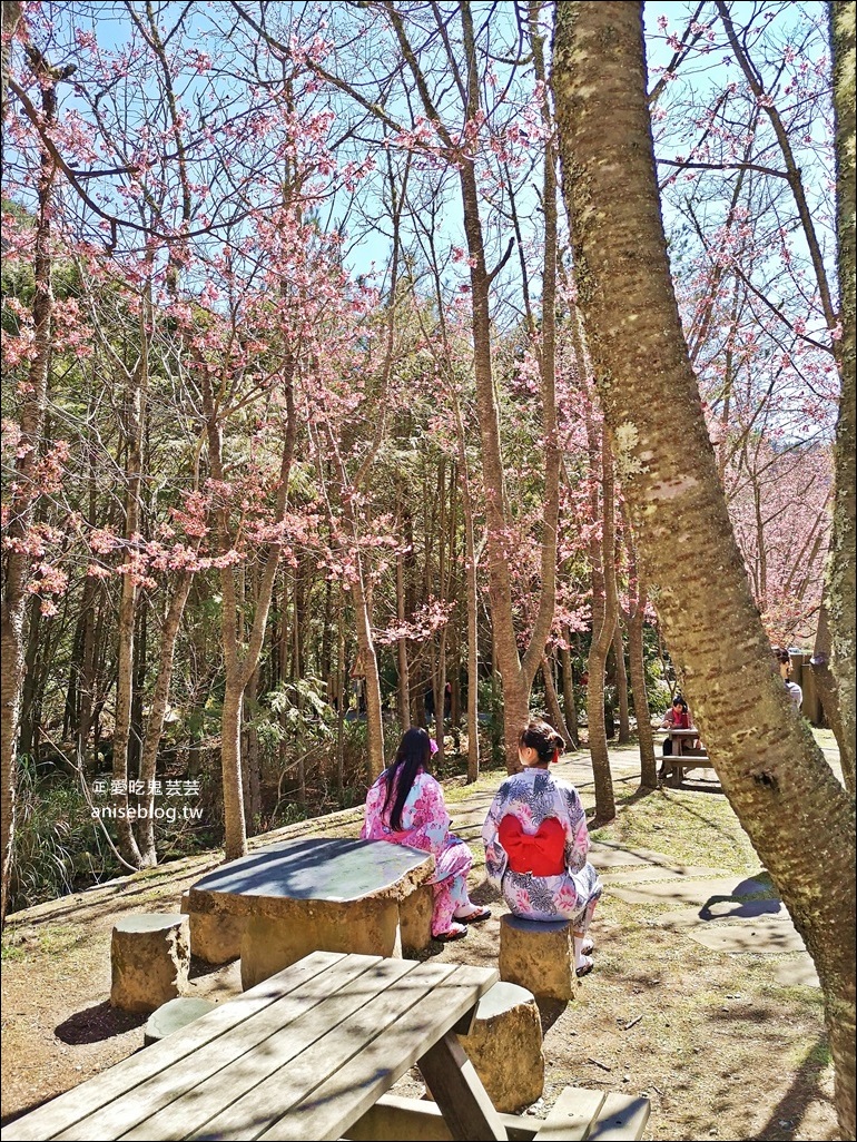 武陵農場櫻花季一日遊行程，宜蘭、台中景點(姊姊遊記)