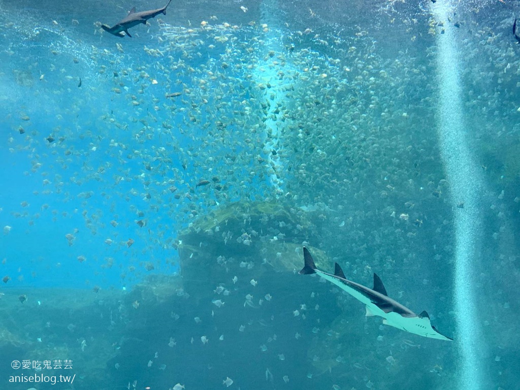 北台灣最大水族館Xpark即將開幕，萌企鵝陪你喝咖啡，超可愛😍😍😍