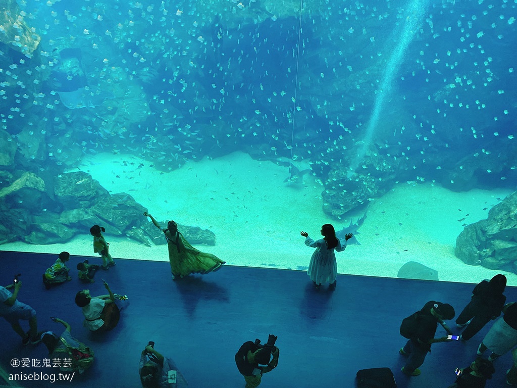 北台灣最大水族館Xpark即將開幕，萌企鵝陪你喝咖啡，超可愛😍😍😍