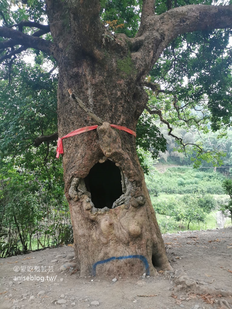 茄苳神木，300歲老神木樹洞裡藏著台灣！😍