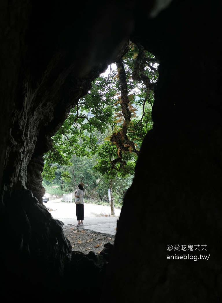 茄苳神木，300歲老神木樹洞裡藏著台灣！😍