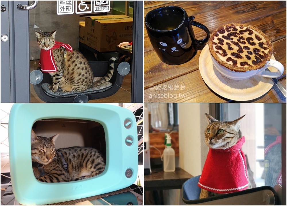 豹豹咖啡館·BoBoCafe，豹貓陪你喝咖啡，觀音山遊客中心(姊姊食記)