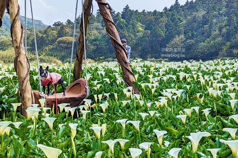 竹子湖海芋季，夢幻場景拍美照，名陽匍休閒農莊(姊姊遊記)